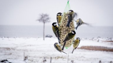 Belgia teadlaste uurimus: mitmekesises metsas elavad jõudsamad linnud
