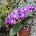 Tartu botaanikaaias näeb sadu õitsvaid orhideesid