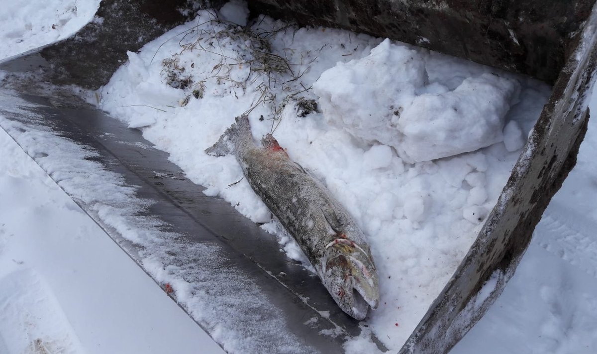 Töömehe poolt Pärnu jõest leitud 8-kilone lõhe, mis Sindis paisu juures väliujula süvendustööde käigus välja tõsteti. 