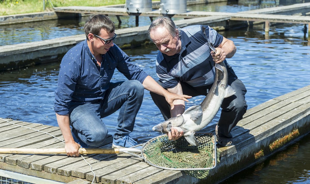 Martin ja Aarne Liiv toimetavad edukalt Härjanurme kalatalus.