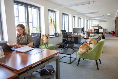Algselt koosolekuruumi planeeritud toolid on nüüd koerte omad.