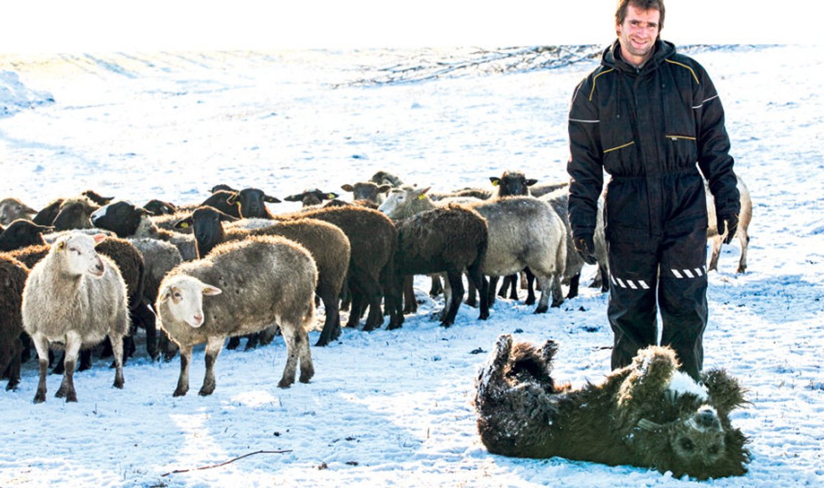 Kui Karula rahvuspargi aladel Kolski külas lambaid pidav Ants Kuks lambavalvekoerad soetas ja nad välja koolitas, kadusid ka huntide rünnakud lammastele.
