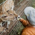 Шокирующая реальность литовских зоопарков: сотни умерших и даже пропавших животных