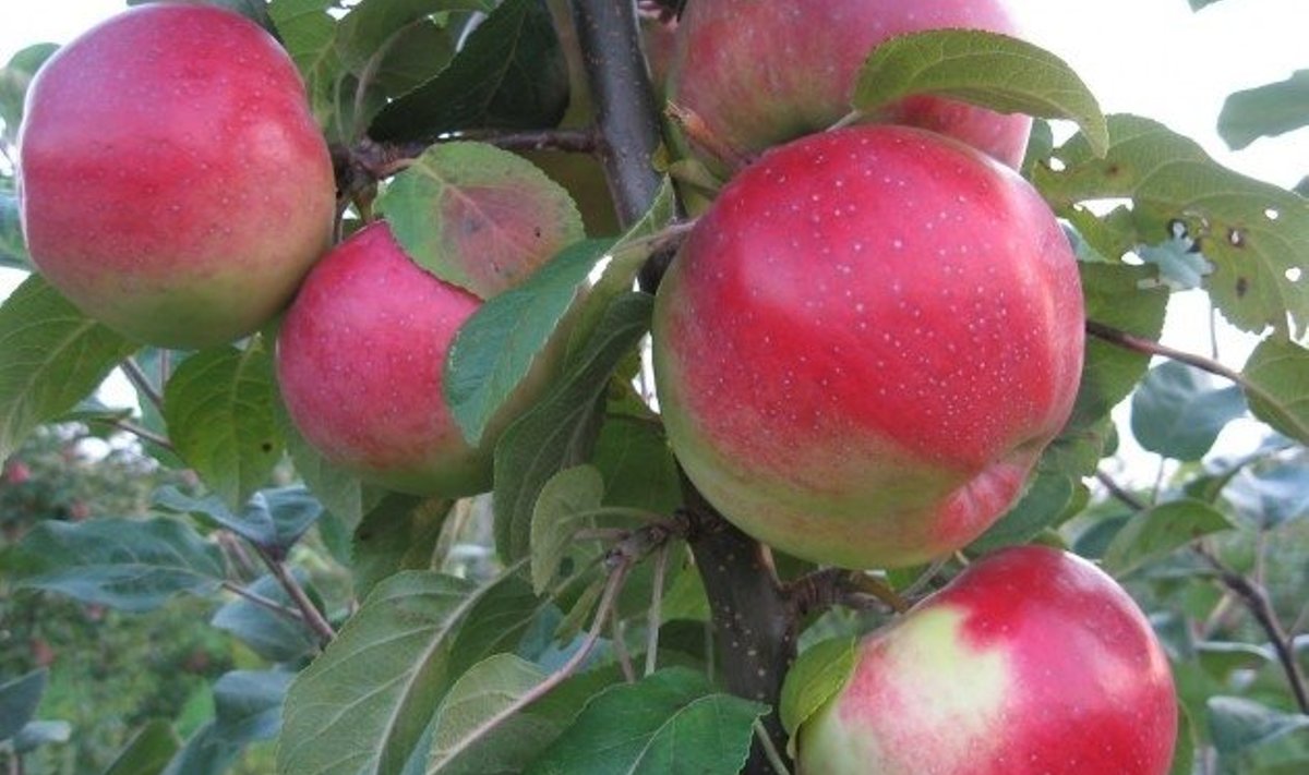 Halika õunad. Foto: halika.ee