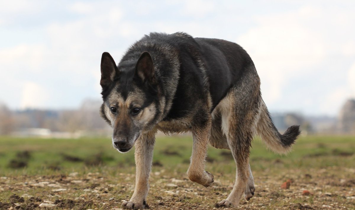 Saksa lambakoer (foto on illustreeriv)