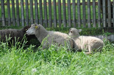 Veski talu lambad