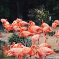 Elus on värvi! Põhjus, miks flamingod on roosad