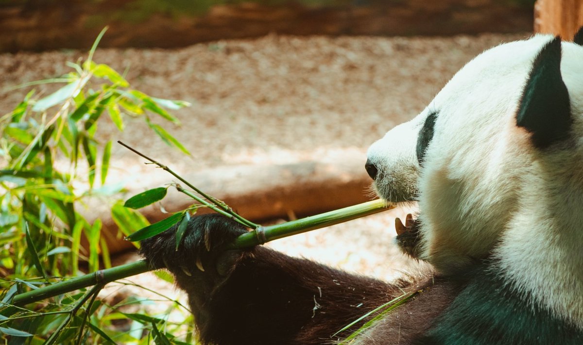 Pandakarud söövad ainult bambusevõrseid