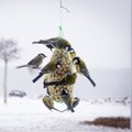 Eestis toodetud rasvapallidest saavad osa ka Soome linnud