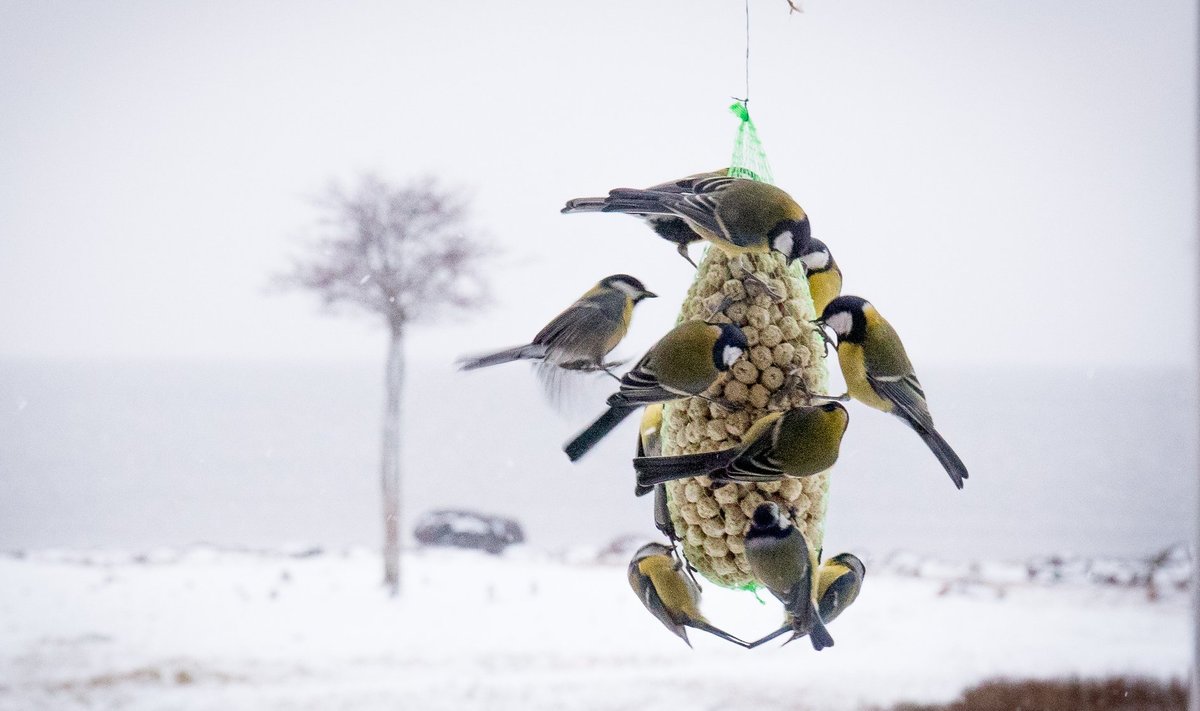 Lindude toitmisega võiks algust teha juba sügisel, nii on neil talvel tee teada ja linnud ei pea toiduotsingutele energiat kulutama.
