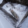 В Пярнумаа рабочий "случайно порыбачил" и поймал ковшом экскаватора лосося