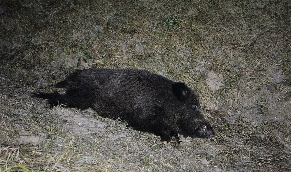 Viljandimaal hukkus avariis kolm metssiga