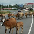 Reisilennuk põrkas Indoneesias maandumisrajal kokku lehmaga