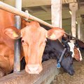 Eritoetus piimatootjatele: lehma või kvoodi kohta?
