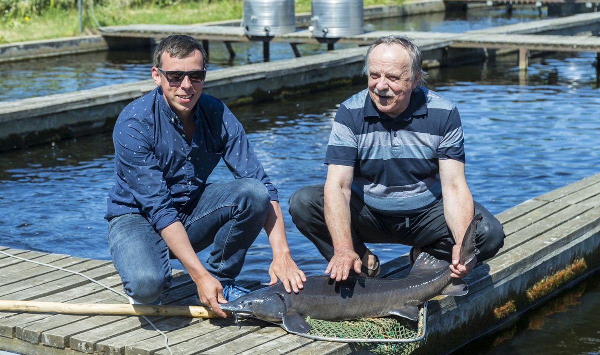 Martin ja Aarne Liiv toimetavad edukalt Härjanurme kalatalus.