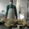 Saksamaal on viirusesse nakatunud tuhandeid kariloomi