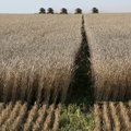 Amet hoiatab teraviljakasvatajaid ja kokkuostjaid libavahendajate eest