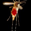 Zika viiruse ootel: WHO jagas Euroopa erineva tasemega ohutsoonidesse
