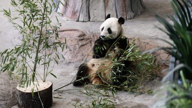 Soome saadab pandad kulude tõttu ennetähtaegselt Hiinasse tagasi