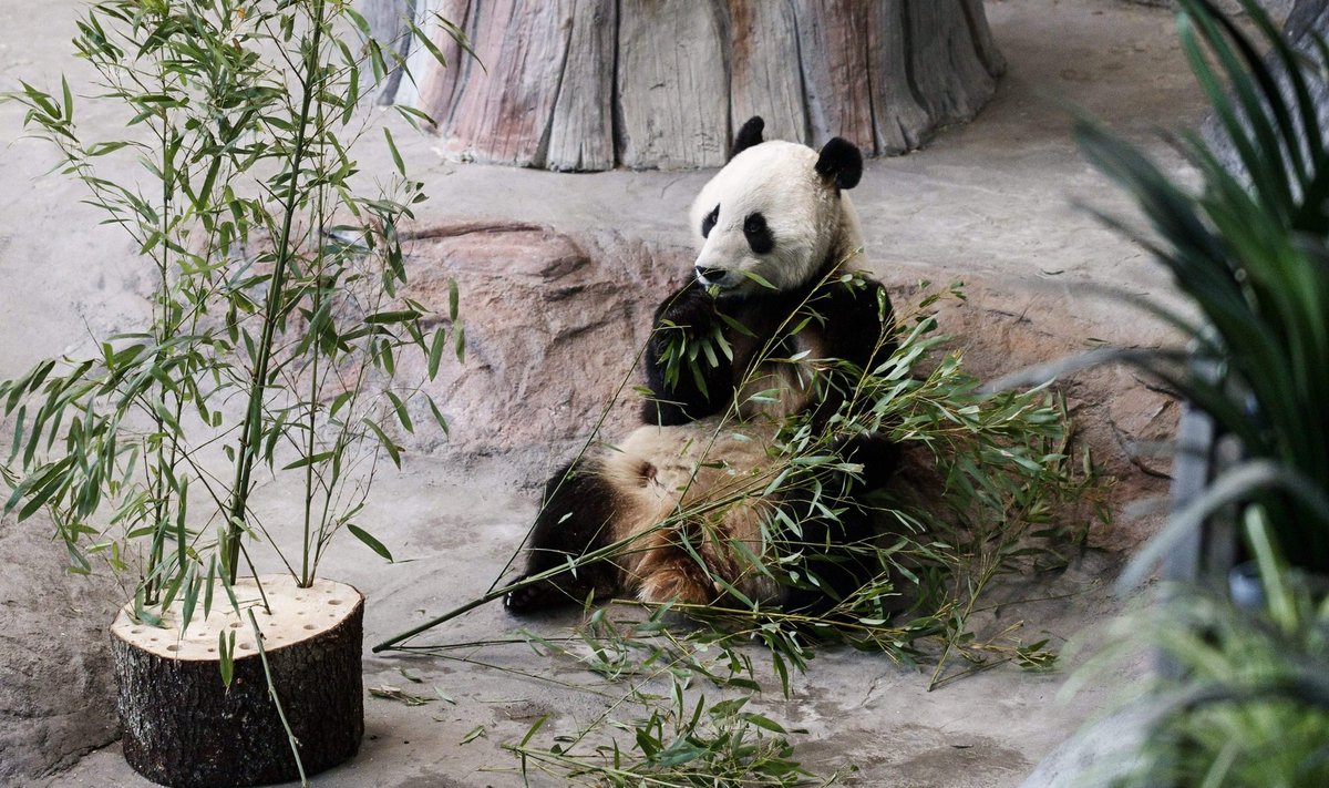 Isane hiidpanda Pyry Ähtäri loomapargis lõunatamas