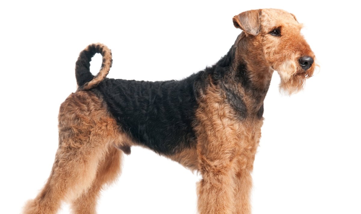 Airedale'i terjer