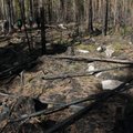 Metsasektor: Euroopa käsib loodust taastada viisil, mis Põhjamaade metsadele üldse ei sobi