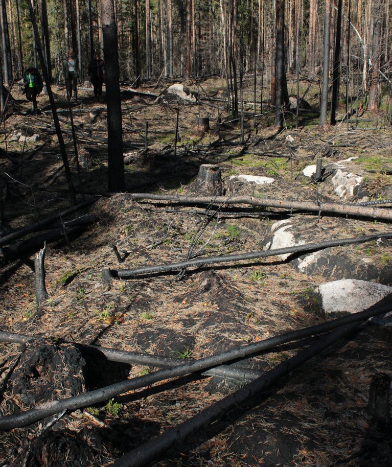 Soomes rakendatakse kontrollitud metsapõletamist looduse taastamise meetmena juba ammu, kuid Euroopa Liit sellist meetodit ei tunnista.