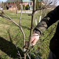 VIDEO: näpunäited viljapuu pookimise kohta