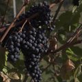 KAAMERAGA MAAL | 280 sorti viinamarju kasvatav 85-aastane Läänemaa mees teeb aiandusajalugu