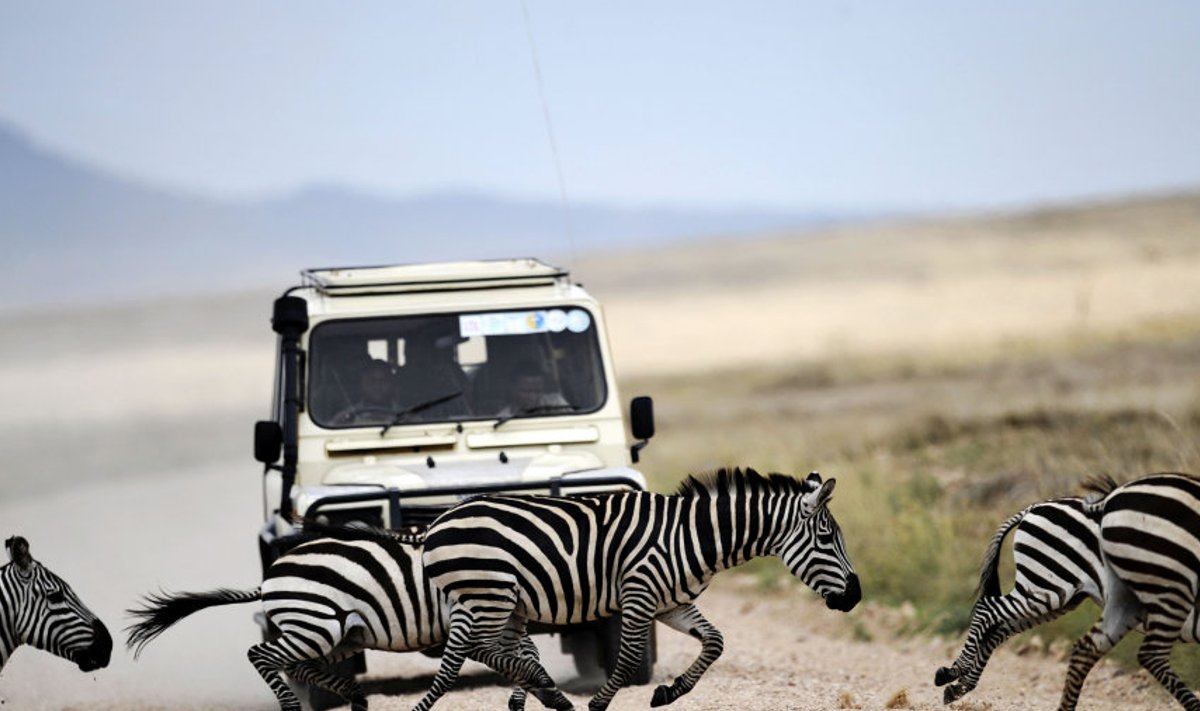 Serengeti: sebradel on alati roheline tuli.