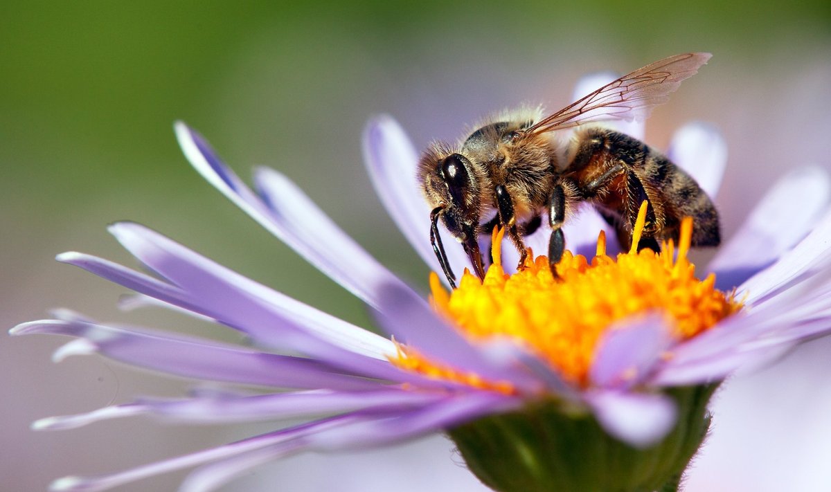 NUTIKAD ELUKAD: Mesilased tunnevad elektrivälja kaudu, kui teine mesilane on just õiel käinud.