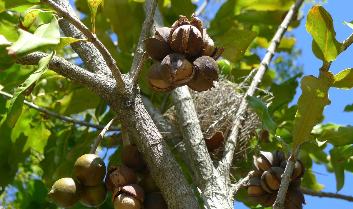 Makadaamia pähklipuul hakkab saak valmima.
