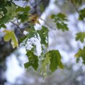 GRAAFIK | Tänavune lumi pole sugugi varajane. Vaata, millal viimase tosina aasta jooksul Eestis esimene lumesadu on olnud