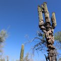 FOTOD | Kuulsad saguaaro kaktused hävivad kuumuses