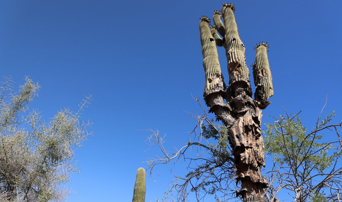 Saguaaro-karneegiakaktus Arizonas võitlemas palavuse ja põuaga