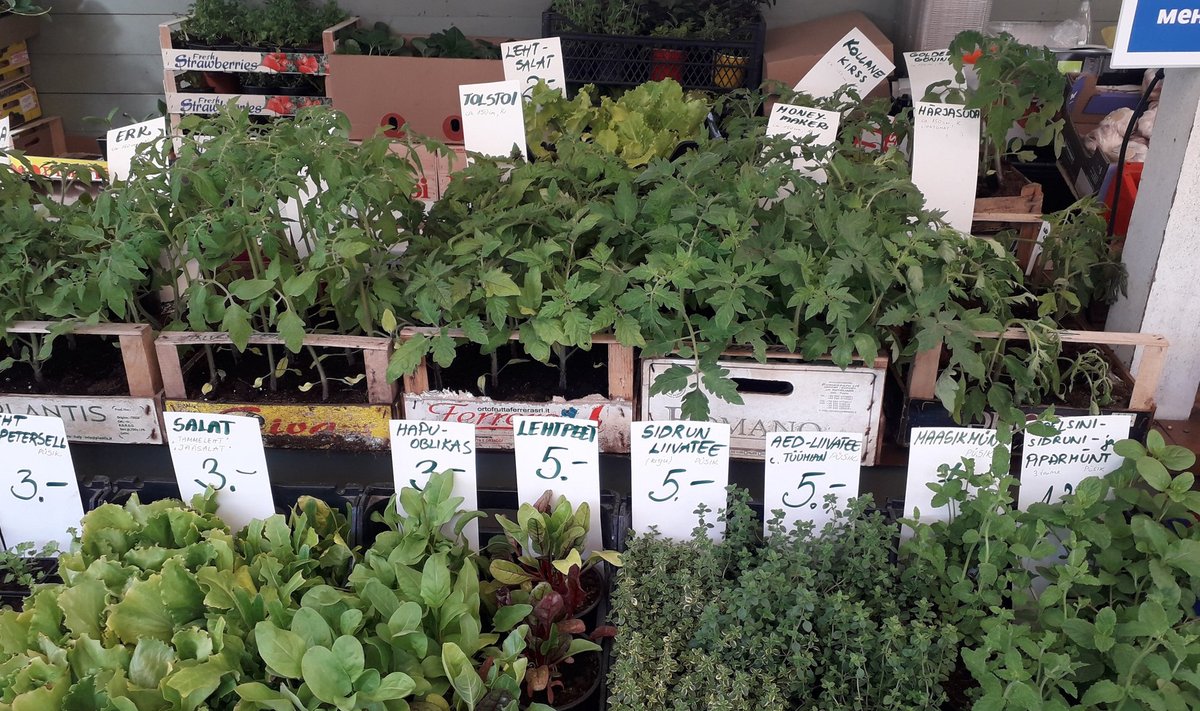 Nõmme turg rohetab taimedest.