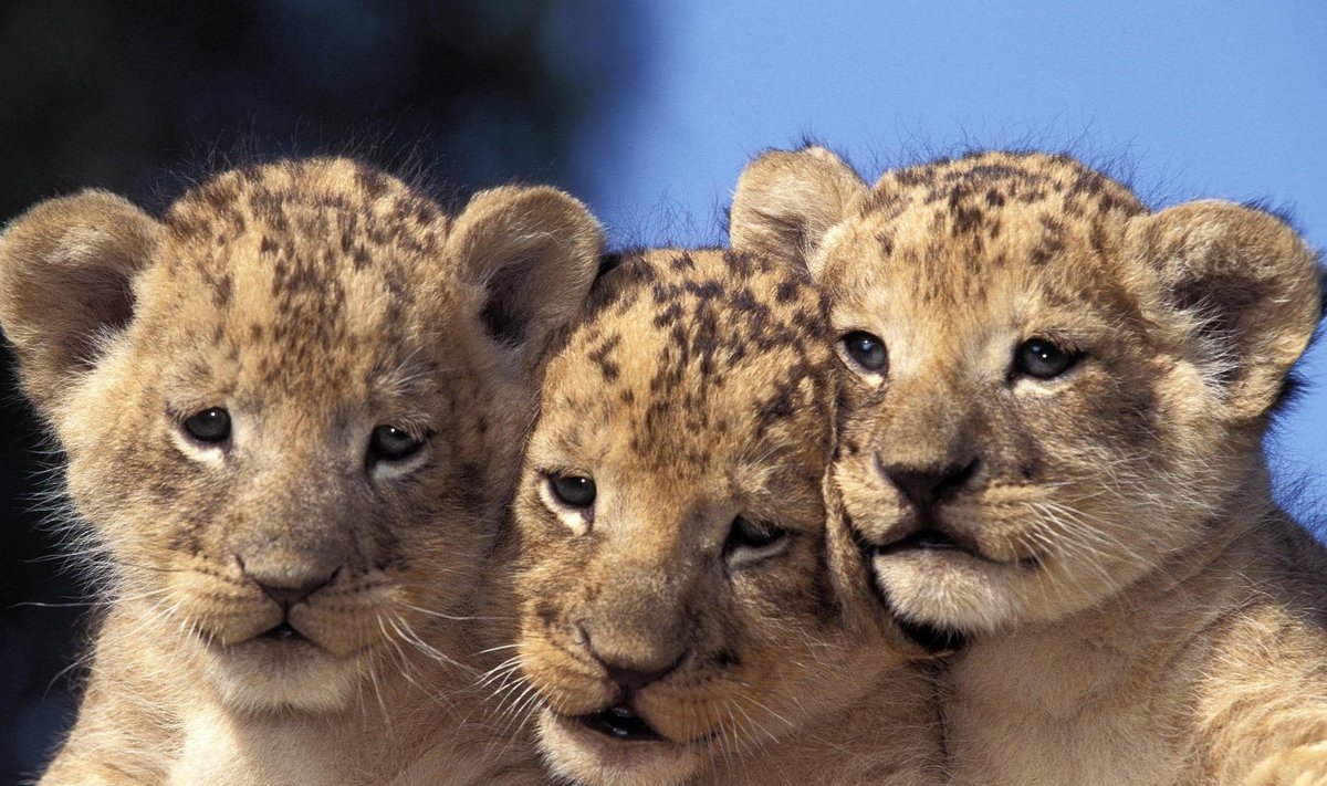 Aafrika lõvi pesamunad.