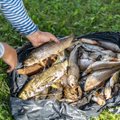 Keskkonnaametnik Umbusi jõe reostusest: jõeforelli populatsiooni taastumine võtab aastaid