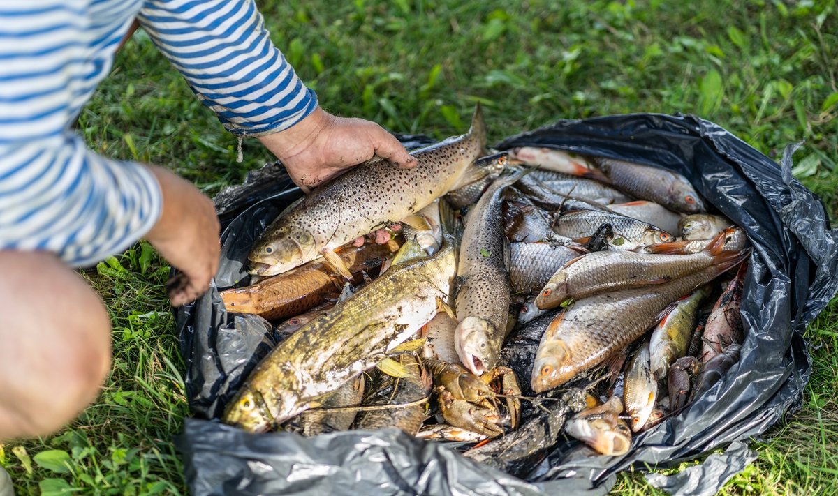 Umbusi saastatud jões hukkusid mullu suvel tuhanded kalad ja vähid.