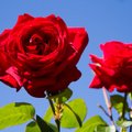 Valmistu naistepäevaks: nipid, mille abil kallima kingitud lillesülemeid kaua ilusana hoida