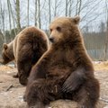 Veterinaar- ja toiduamet: kuuldused, et Alaveski karusid ähvardab eutaneerimine, ei vasta tõele!